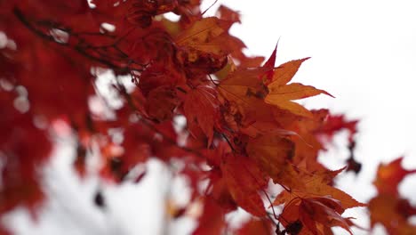 beautiful red maple leaves on branches, capturing the essence of autumn's tranquility.
