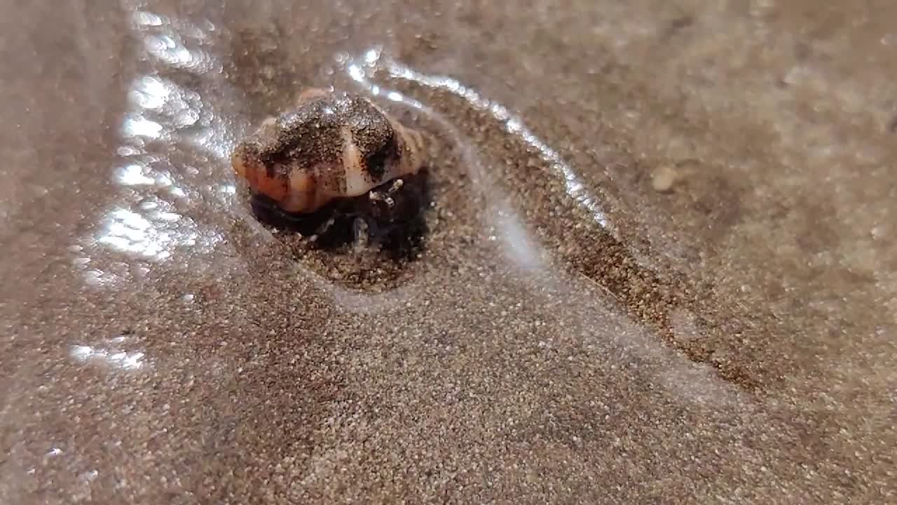 Small hermit crab on the sand at low tide in super slow motion