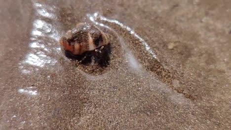 Small-hermit-crab-on-the-sand-at-low-tide-in-super-slow-motion