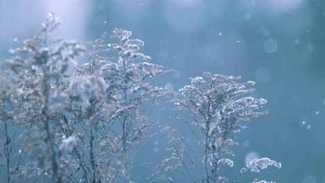 Falling-snow-frost-diamond-dust-glittering-shiny-in-sunlight-on-dry-weeds-grass