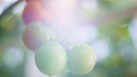 Wet-green-red-tomato-hanging-stem-bush-closeup.-Macro-appetite-meal-concept.