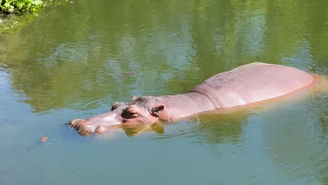 hippopotamus swimming peacefully in a zoo pond