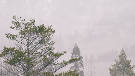 overcast landscape during snow storm on mountain forest near countryside of gifu, japan