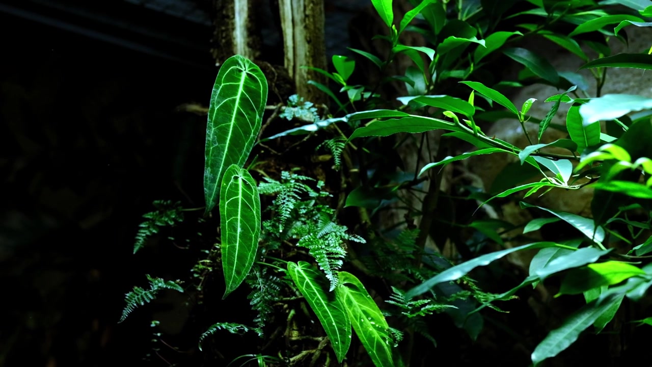 Foglie di un verde vivido in una giungla oscura