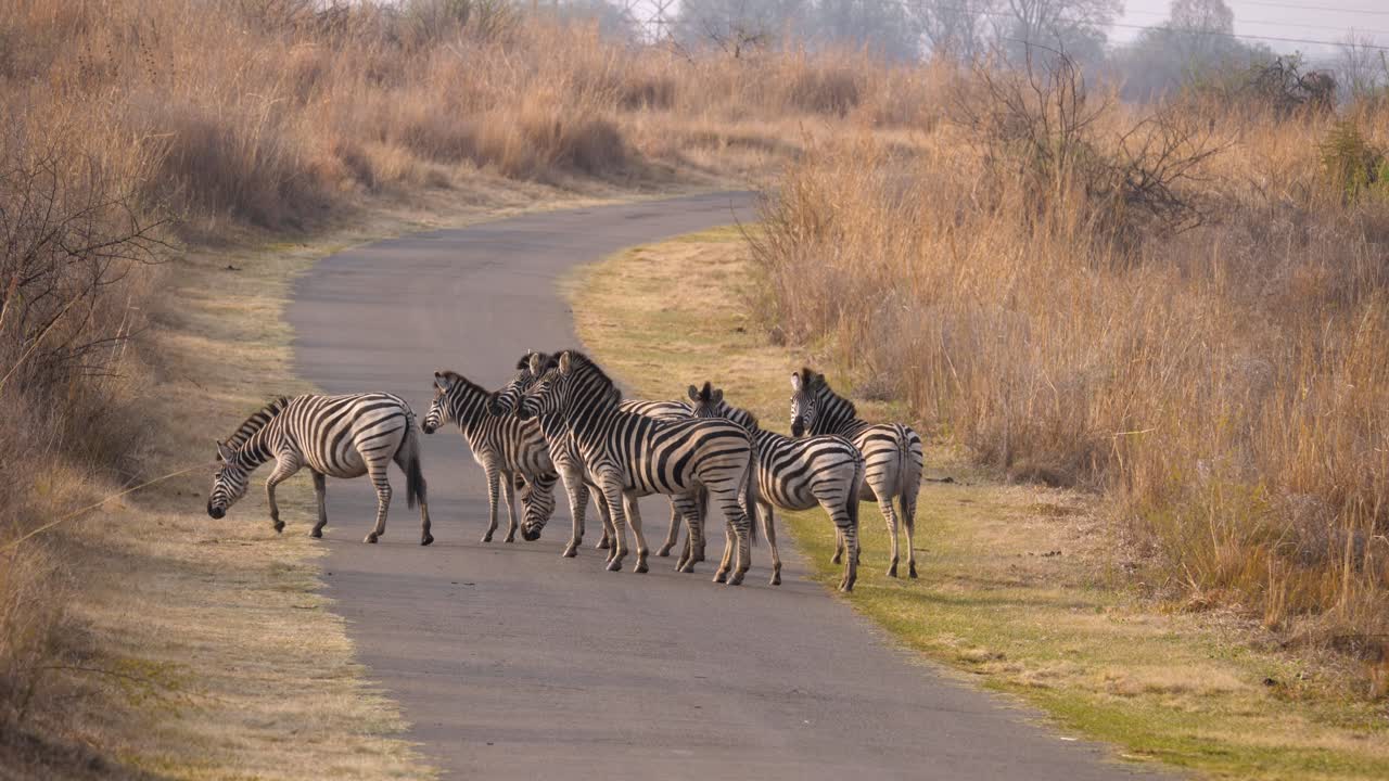 남아프리카 공화국의 자연 공원에 있는 아스팔트 도로를 걷고 있는 작은 평원 얼룩말 무리