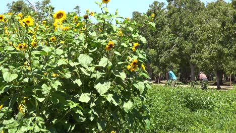 immigrant farm workers work in a sunflower field in lompoc california