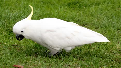 una cacatúa en busca de comida en la hierba