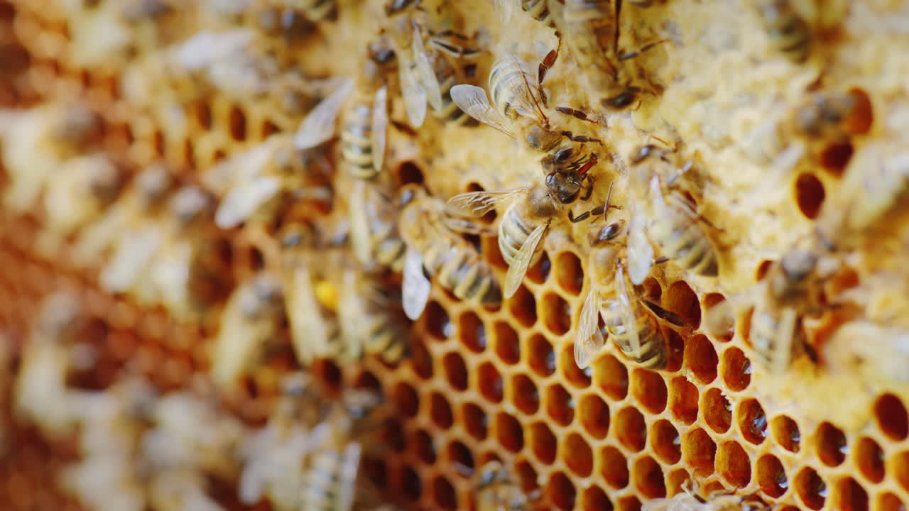 Api al lavoro in un alveare. Video con profondità di campo ridotta.