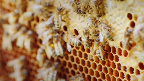 Las-Abejas-Trabajan-En-Un-Video-De-Colmena-Con-Poca-Profundidad-De-Campo