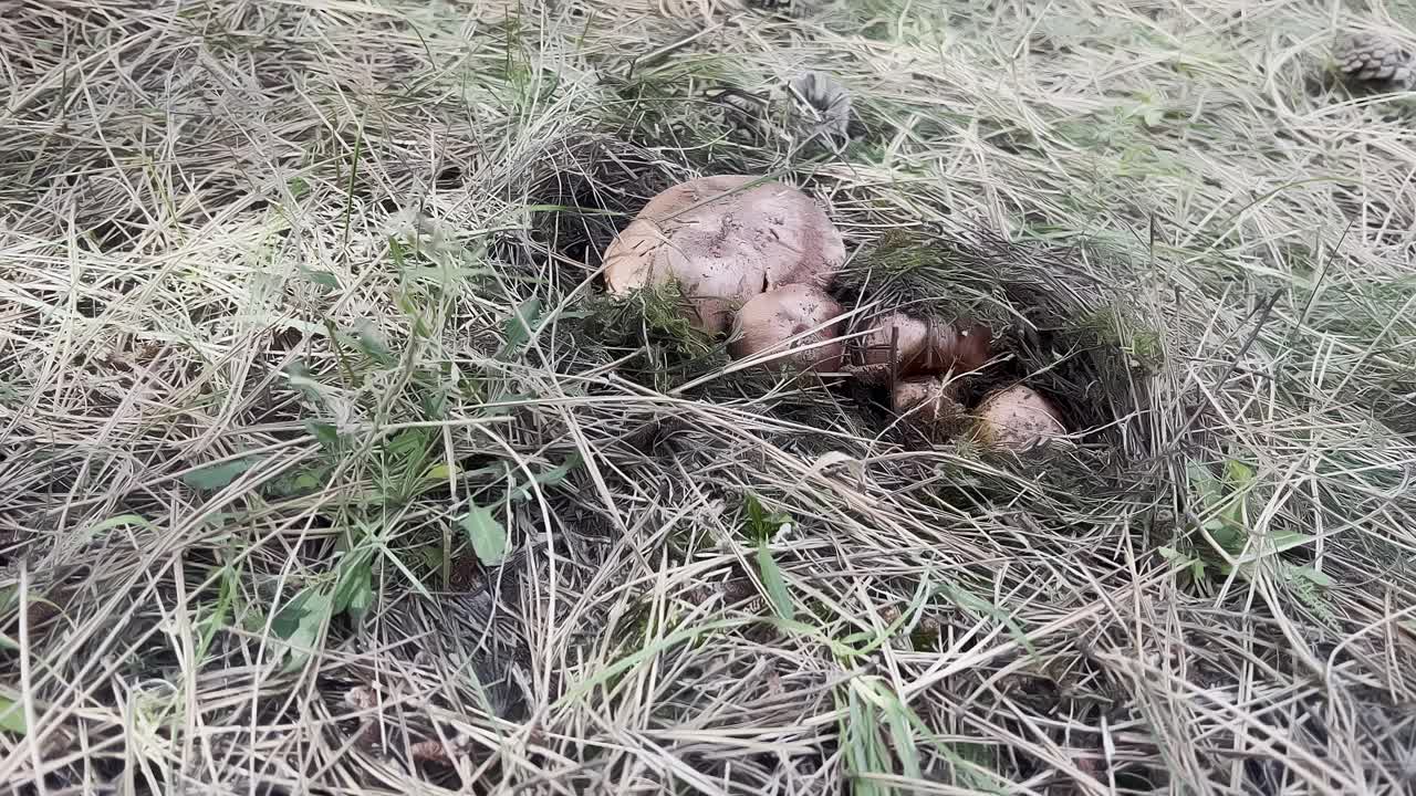 En liten klynge med ville sopper vokser opp fra bakken, omgitt av tørt gress, og viser frem livlige farger og naturlige teksturer fra tidlig høst utendørs