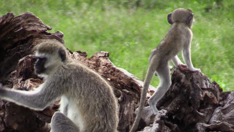 Weibliche-Meerkatze-Mit-Einem-Baby-Auf-Der-Wurzel-Eines-Umgestürzten-Baumes