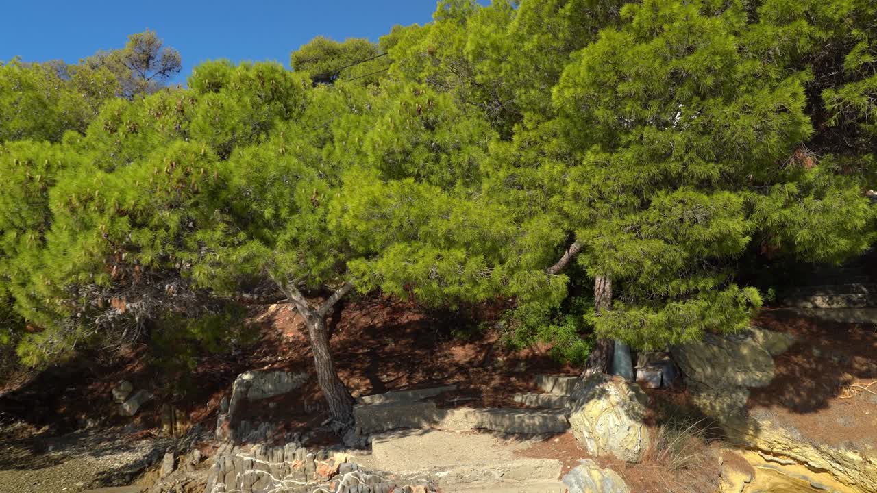 playa de la bahía del amor: una cala pintoresca ubicada debajo de frondosos pinos verdes