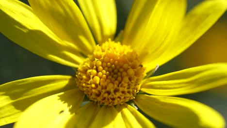 hermosa flor amarilla