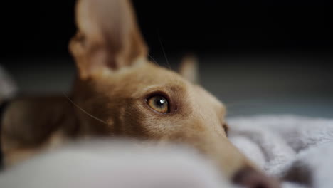 Patiently-waiting-to-be-pet-by-owner-on-couch