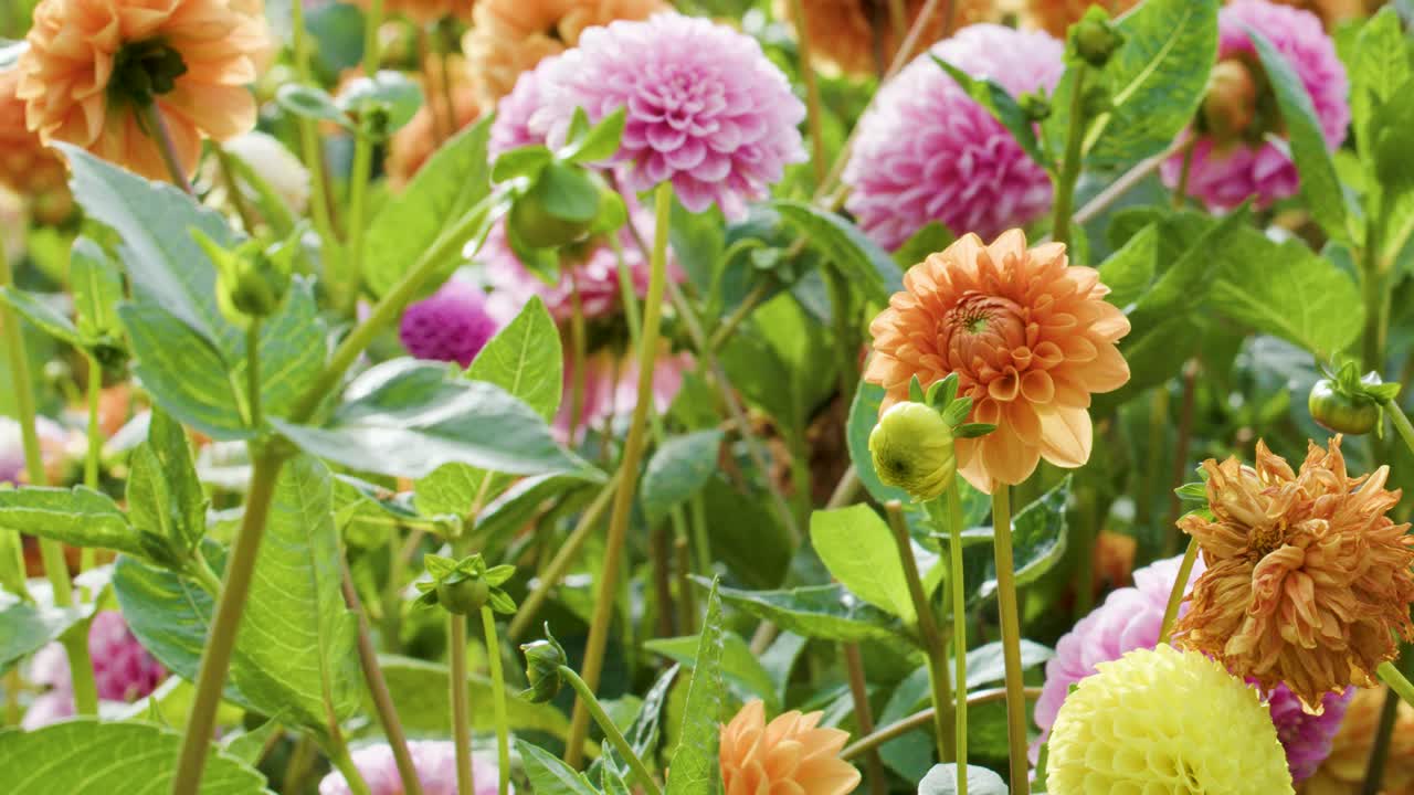 Camera slowly pans over vibrant pink and orange dahlias in bright, sunlit garden setting