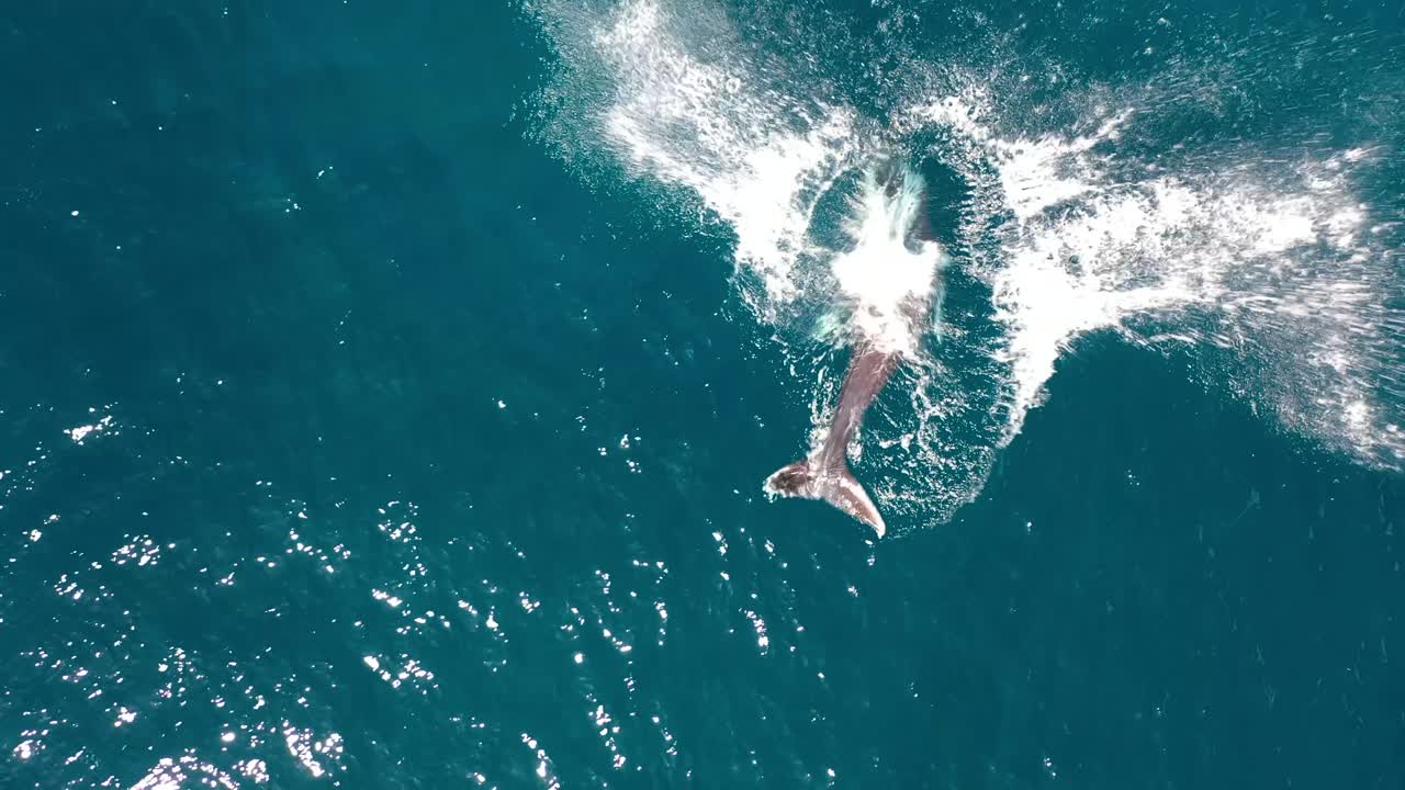 하와이 마우이에서 물 밖으로 뛰어내리는 혹등고래의 훌륭한 항공 샷