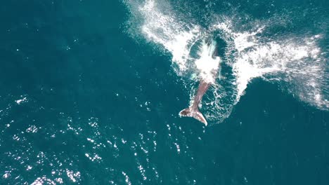 Excelente-Toma-Aérea-De-Ballenas-Jorobadas-Saltando-Fuera-Del-Agua-En-Maui,-Hawaii