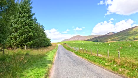 a vehicle travels a narrow country road through grassy hills and scattered trees under bright daylight, with smooth forward camera movement and vibrant natural colors