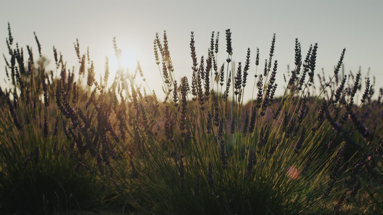 fila de arbustos de lavanda al atardecer. dolly 4k video