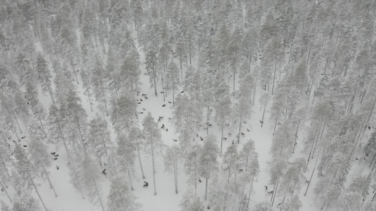 스칸디나비아 북부의 사 양