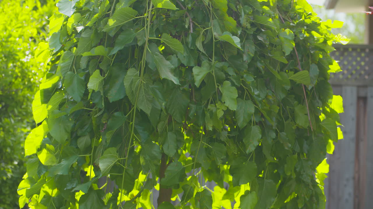una morera meciéndose suavemente en la brisa de verano