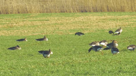 beautiful large flock of greylag goose breeding in the green agricultural field northern europe during migration season, sunny spring day, distant medium low angle shot