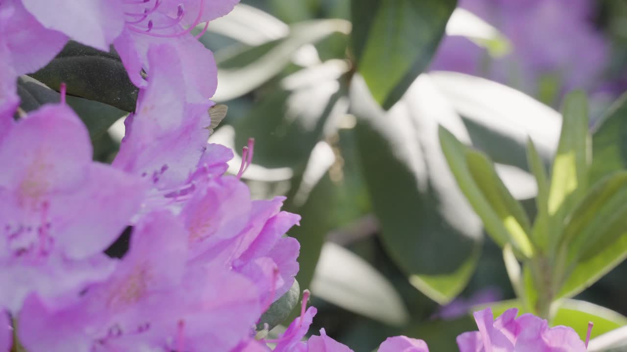 숨겨진 벌이 자랑하고 있다