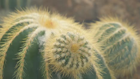 closeup of a round cactus with fluffy spikes types of succulents in nature closeup of a round cactus with fluffy spikes types of succulents in nature droughtresistant plant