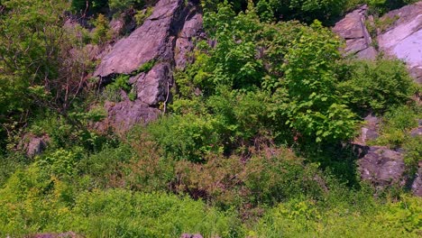 Moving-view-of-granite-boulders-and-trees-along-Casco-Bay