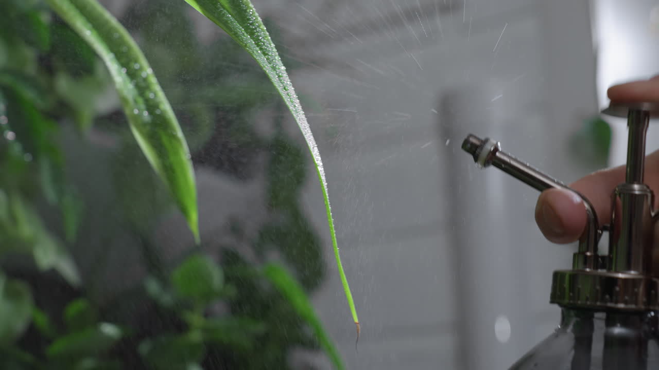 Close up shot of indoor plant misting ritual with water droplets forming on glossy foliage as pump sprayer dispenses fine mist across vibrant green leaves, highlighting hydration, and botanical care