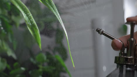close up shot of indoor plant misting ritual with water droplets forming on glossy foliage as pump sprayer dispenses fine mist across vibrant green leaves, highlighting hydration, and botanical care