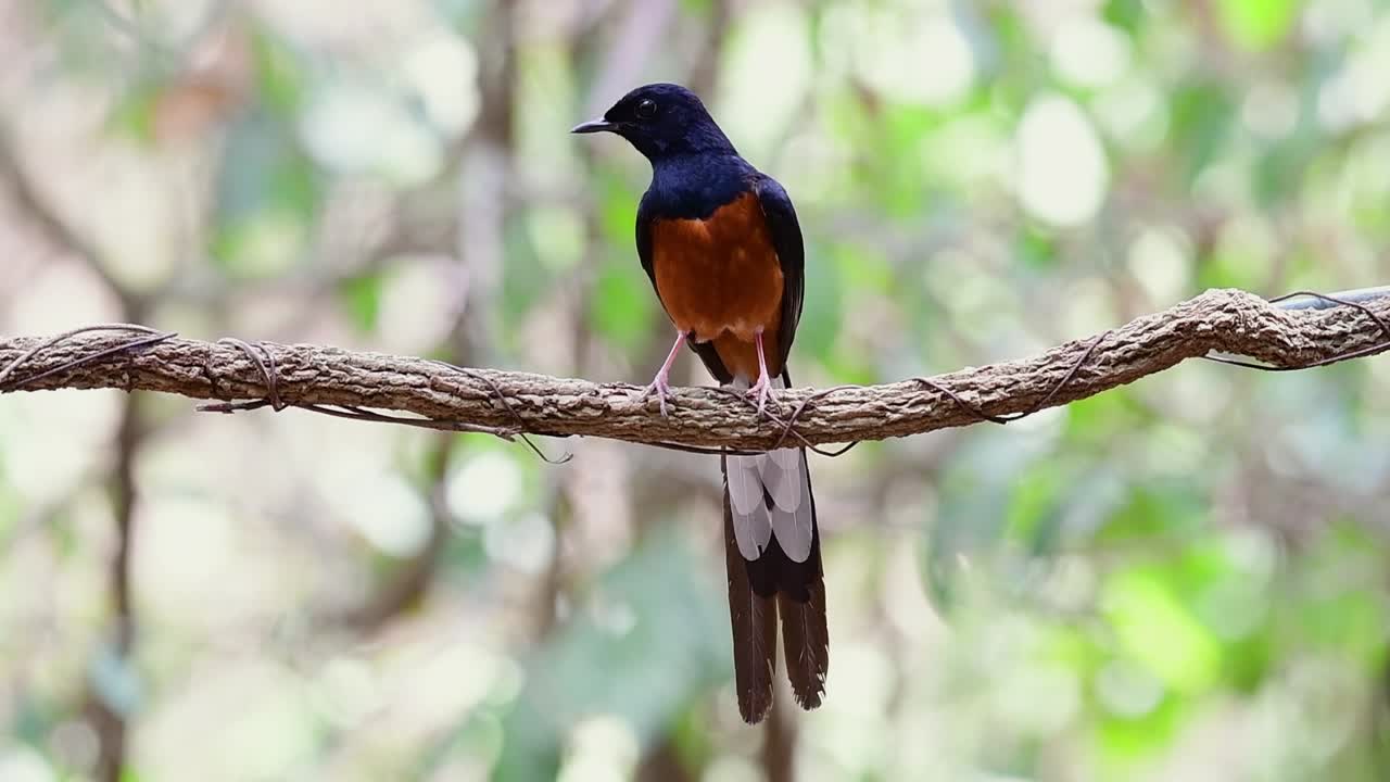 shama de rabadilla blanca encaramado en una vid con fondo bokeo del bosque, copsychus malabaricus, en cámara lenta