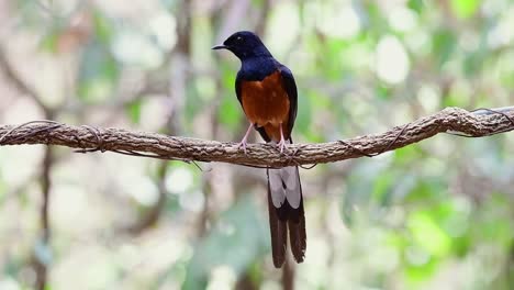 White-rumped-Shama-Perched-on-a-Vine-with-Forest-Bokeh-Background,-Copsychus-malabaricus,-in-Slow-Motion