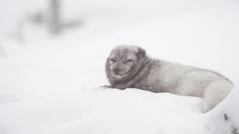 Der-Junge-Polarfuchs-Sitzt-Im-Winter-Im-Schnee-Und-Zeigt-Die-Zunge