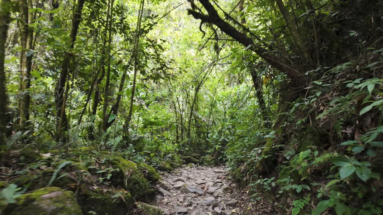 Ripresa fluida con carrello sopra un sentiero escursionistico su letto di torrente asciutto con piccoli massi, pendio collinare eroso sostenuto dalla vegetazione tropicale, Valle del Cocora, Colombia.