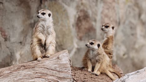 Una-Linda-Suricata-Sentada-En-Un-Tronco-Vigilando-El-Peligro