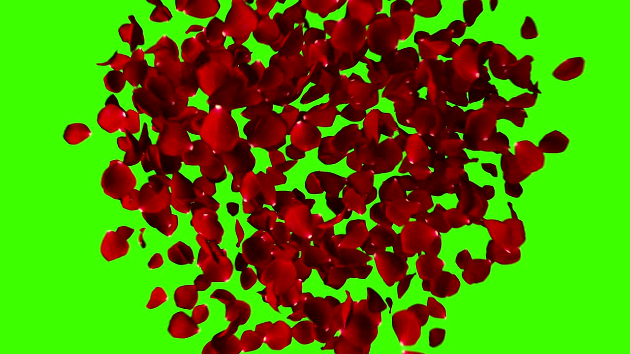 크로마 키에 소용돌이와 함께 날아다니는 장미 잎의 빨간 심장, 녹색 화면 배경
