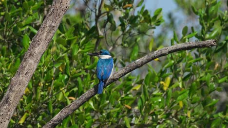 Visto-Desde-Atrás-Mirando-Hacia-La-Izquierda-Durante-Una-Tarde-Muy-Ventosa,-El-Martín-Pescador-De-Collar-Todiramphus-Chloris,-Tailandia