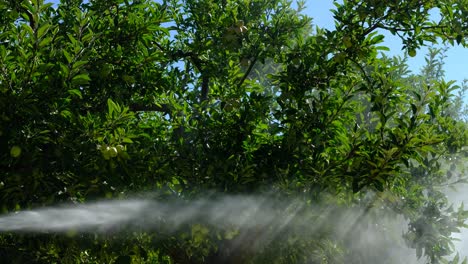 adult man sprays apple trees