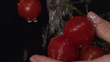 Cherry-tomato-branch-washed-under-flowing-water-on-black-background