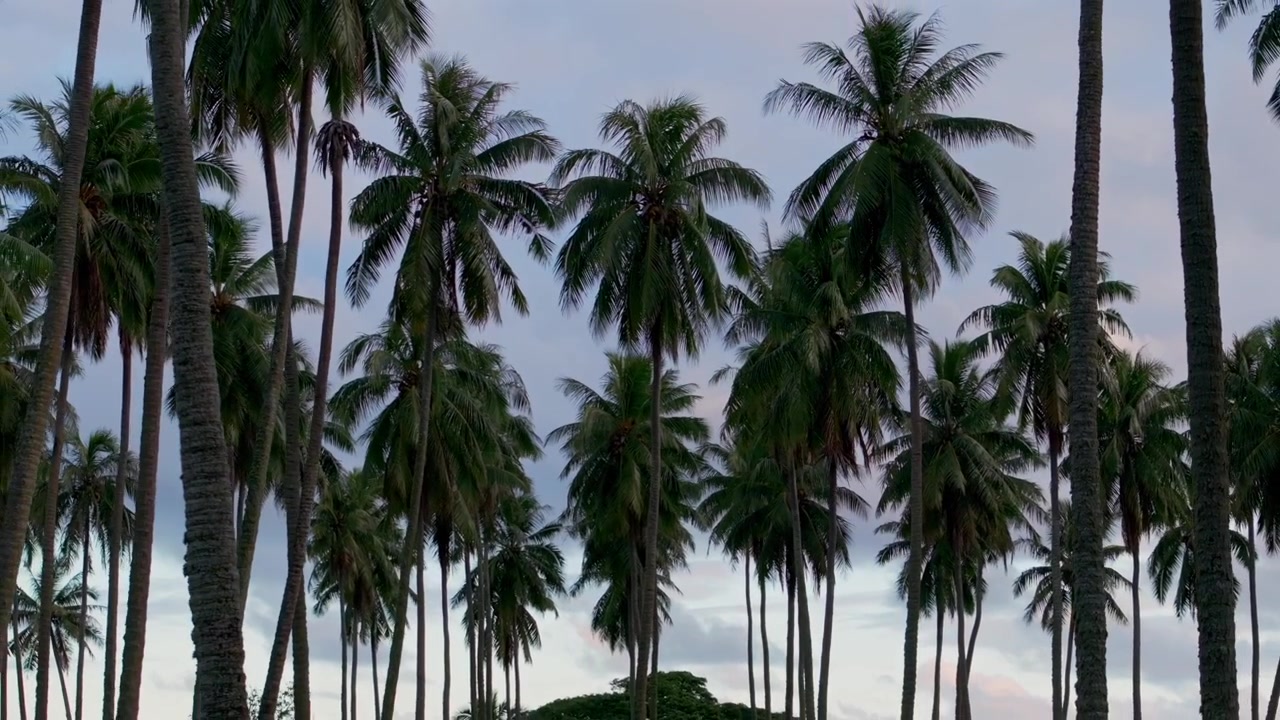 Papara Tavera Tahiti Island line row of coconut palm trees plantation farmland French Polynesia aerial drone Papeete Tautira Taiarapu Monoi sunset cloudy South Pacific Ocean backwards pan down motion