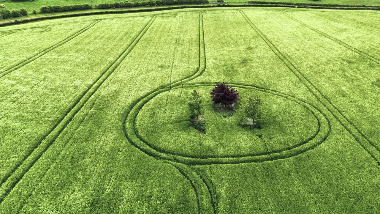 Rising aerial view tractor lines circle trees Sutton Veny malting barley crop field moving in wind