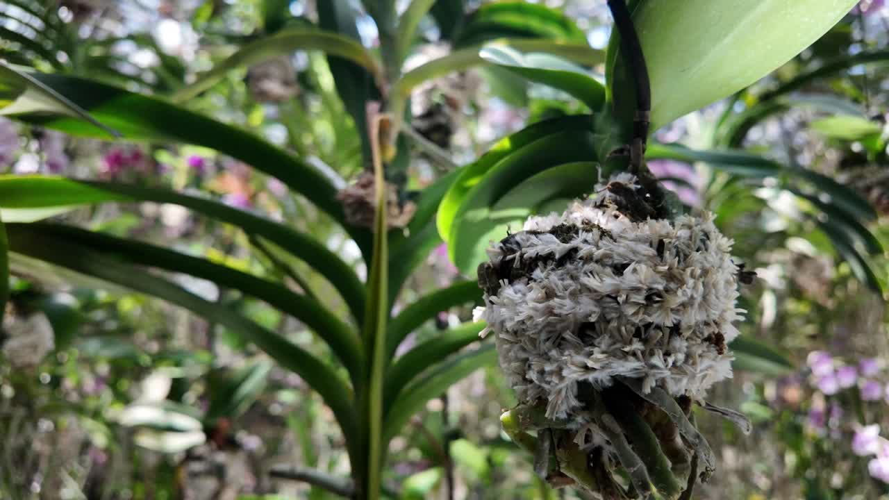 Flower plant greenhouse orchid Bulbophyllum Dendrobium Japan native nature