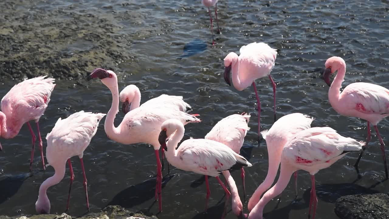 Flock of Pink Flamingos in Water