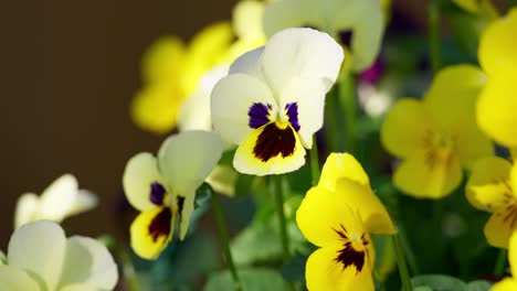 witness viola flowers swaying gracefully in the autumn breeze, bathed in warm sunlight, in this video