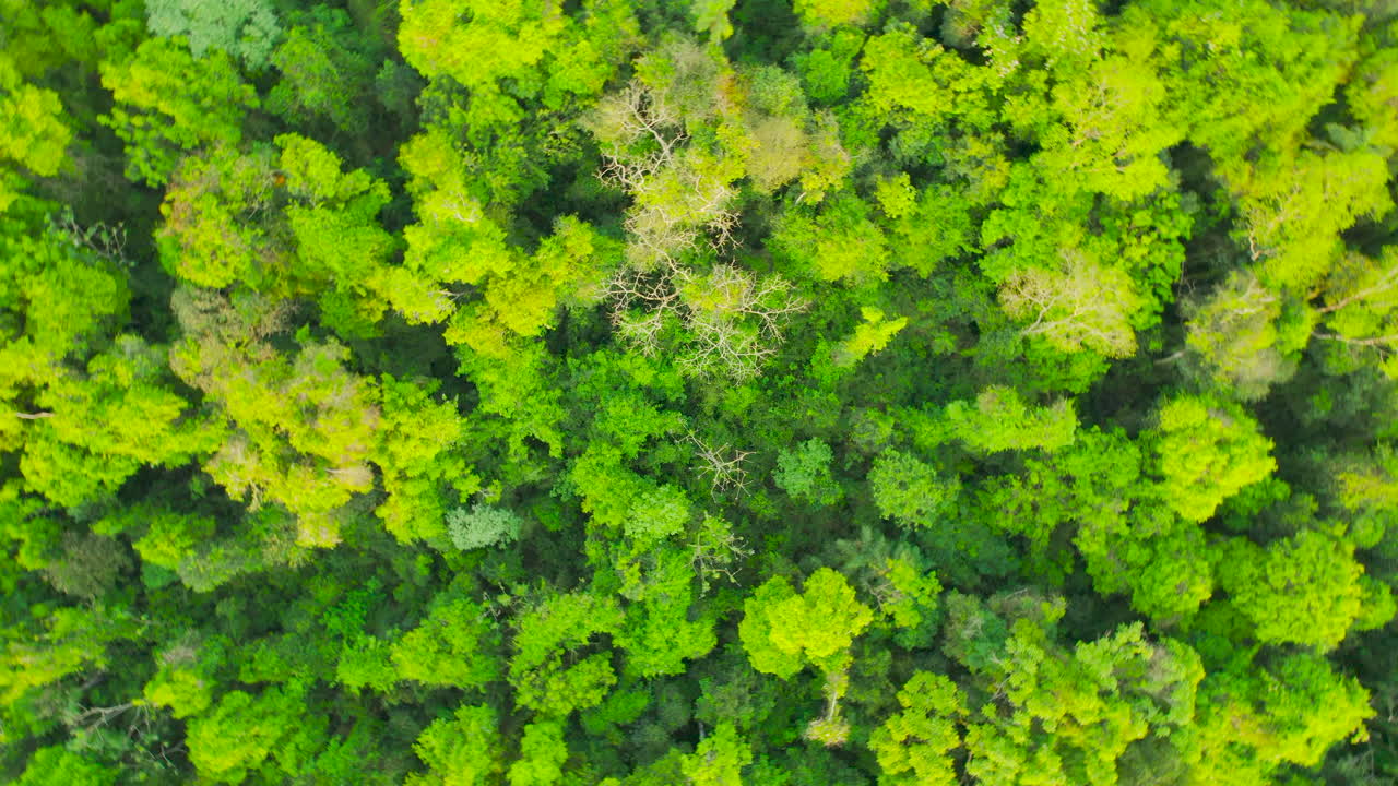Drone footage of green Jungle in South America