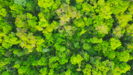 drone footage of green jungle in south america