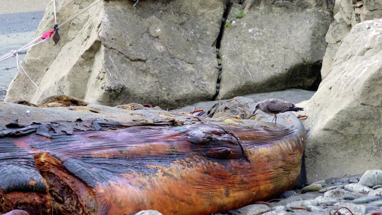 pájaro salvaje comiendo carne de ballena azul muerta arrastrada a tierra en la isla de chiloé cerca de la ciudad de cucao