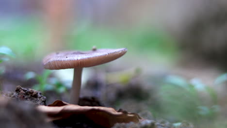 wild poisonous mushroom extreme closeup