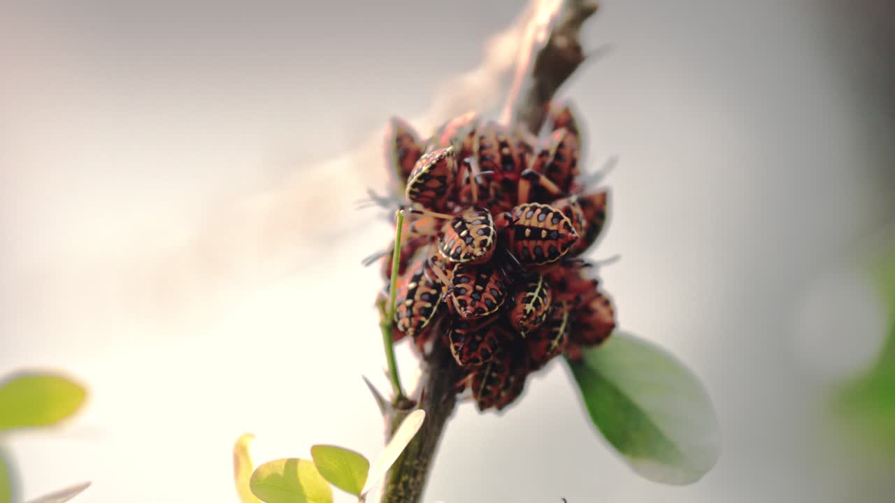 Close-up of a group of colorful beetles clustered on a branch in daylight with soft background blur